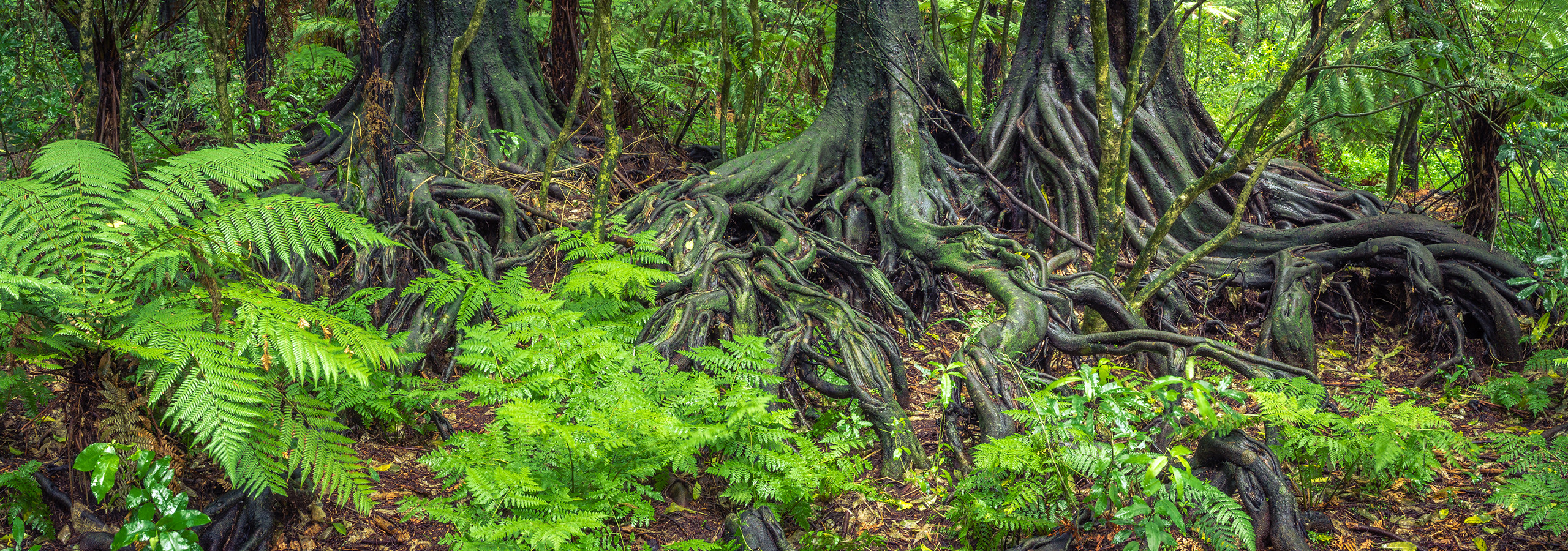 Baumwurzeln im Wald